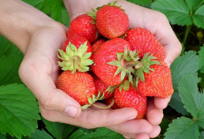 berry-strawberry-hands-leaves-65271.jpeg